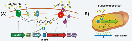 (A) Současný stav poznání mechanismu účinku produktů genů met z A. xylosoxidans A8 (MetA je ATPasa typu P1, MetR je transkripční reguláror) (B) Celobuněčný biosensor využívající MetR (aktivátor jen ve formě metaloproteinu) a jím kontrolovaný promotor ve fúzi s reportérovým genem lucF kódujícím bakteriální luciferázu.