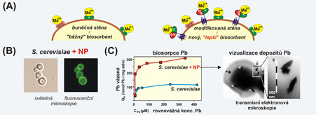 Ukázali jsme, že zakotvením vazebných peptidů na povrchu biosorbentu ve formě genetické fúze se stěnovými proteiny lze zvýšit vazebnou kapacitu biosorbentů (A). Např. zavedení peptidu NP do buněčné stěny S. cerevisie (B) zvýší biosorpční kapacitu stěn pro Pb2+ tím, že navodí mikroprecipitaci Pb (C).