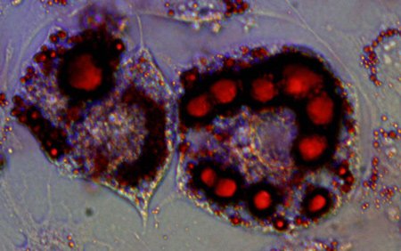 In vitro kultivovaný adipocyt s červeně obarvenými tukovými kapénkami.