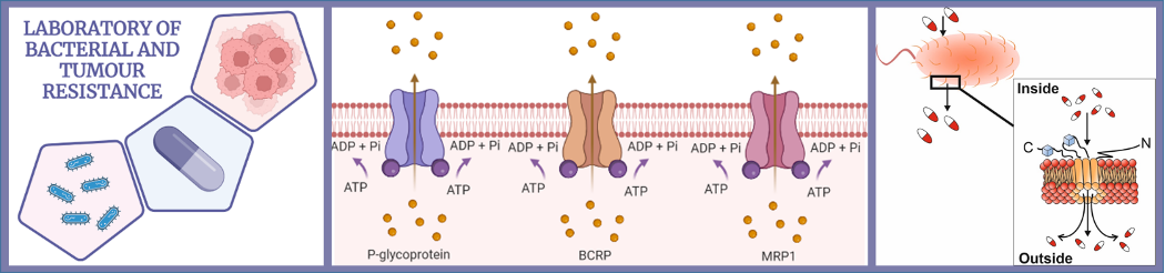  ◳ lab-bact-and-tumor-resistance- (png) → (originál)